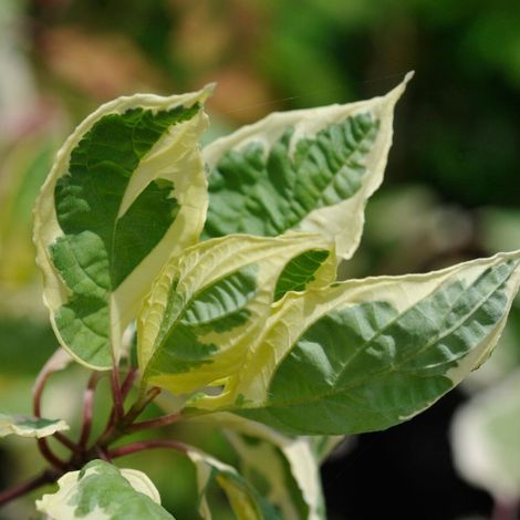 Cornouiller blanc Elegantissima, Cornus/Pot de 3L - 40/60 cm (1/5)