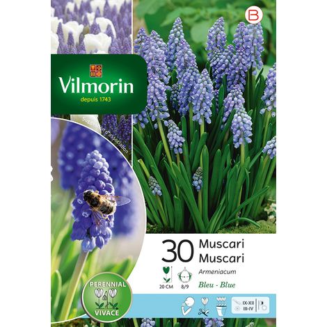Vilmorin Muscari Armeniacum (x30) (1/2)