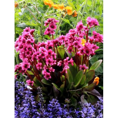 Bergénia 'Flirt' Godet de 8/9 cm (1/2)