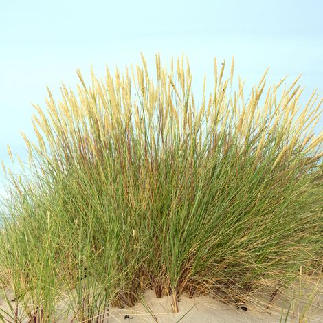 Ammophile des dunes - Ammophila arenaria godet 9cm (1/2)