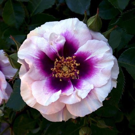 Rosier 'Blue Eyes' ® (Rosa 'Blue Eyes' ®) (1/2)