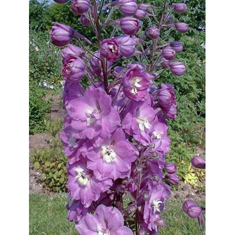 Pied d'Alouette elatum 'Strawberry Fair' Godet de 8/9 cm (1/3)