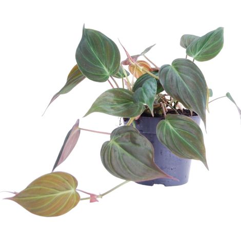 Philodendron scandens 'Micans' - Plante d'Intérieur Tombante Veloutée - Vert Foncé - H20 cm ø12 cm - PANGIVO (1/4)