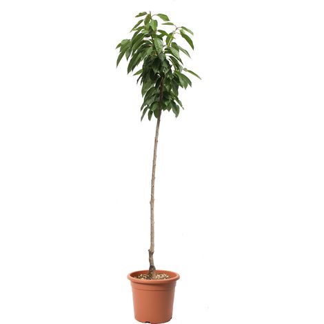 Alberello di Ciliegio Sweetheart - Pianta da Frutto per Giardino Ciliegia - Vaso Ø 24 cm (1/3)