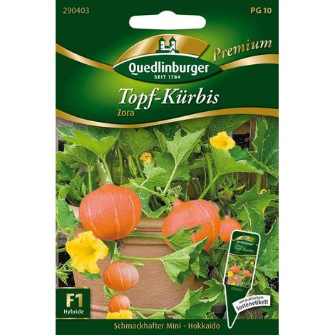 Quedlinburger Topf-Kürbis Zora - Gemüsesamen