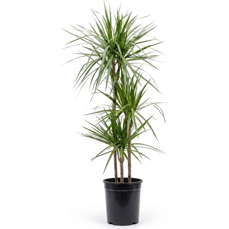 Bloomique - Dracaena Marginata - Dragonnier - Plante d'intérieur - Facile d'entretien - Hauteur 120-140 cm - Pot 24 cm (1/5)
