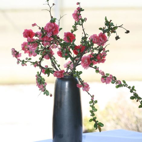 Cognassier du Japon Pink Storm®, Chaenomeles/Pot de 3L - 20/40 cm
