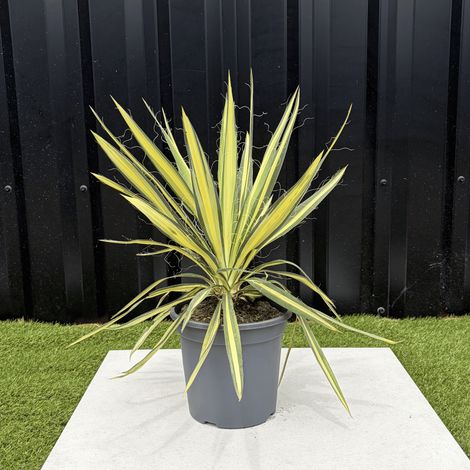 Yucca Filamentosa Color Guard Hauteur 40 cm (1/3)