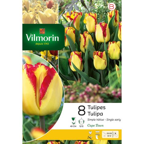 Vilmorin Tulipe Cape Town (x8) (1/3)