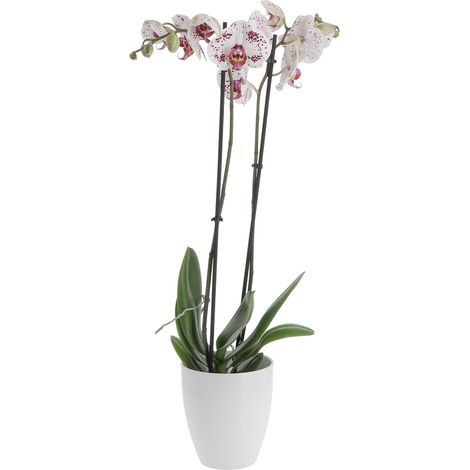 Orchidea Phalaenopsis Bicolore con Vaso in Ceramica Alaska - Piante da Interno Vere Fiorite - H 60-70 cm Vaso Ø 12 cm (1/4)
