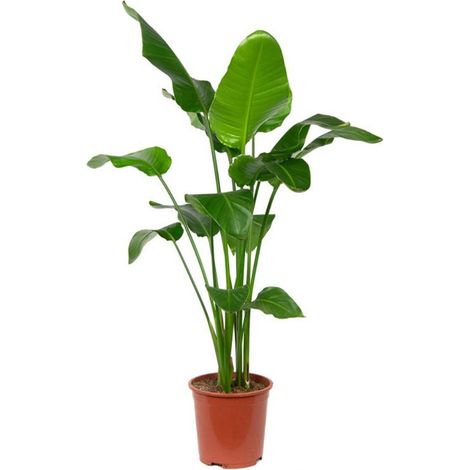 Bloomique - Strelitzia Nicolai - Oiseau de Paradis - Fleur Oiseau de  Paradis - Plante d'intrieur XXL - Purificateur d'air - Facile d'entretien  - Hauteur 150-170 cm - Pot 27 cm