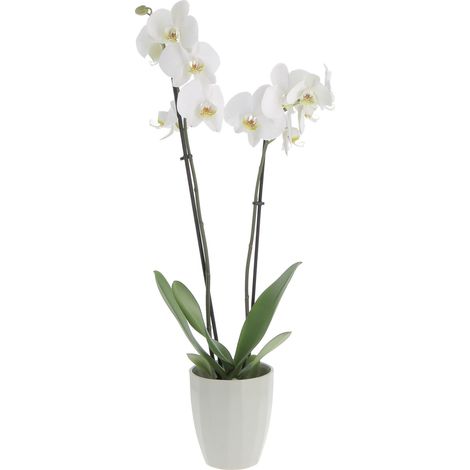 Orchidea Phalaenopsis Bianca con Vaso in Ceramica Green Elegance - Piante Vere Fiorite da Interno - H 60-70 cm Vaso Ø 12 cm