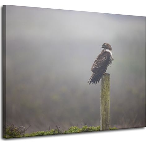 Leinwanddruck Tiere Vogel Falke 100x80 cm