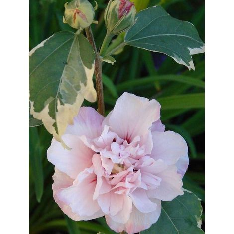Mauve en arbre 'Sugar Tip' Pot de 3L/4L (1/3)