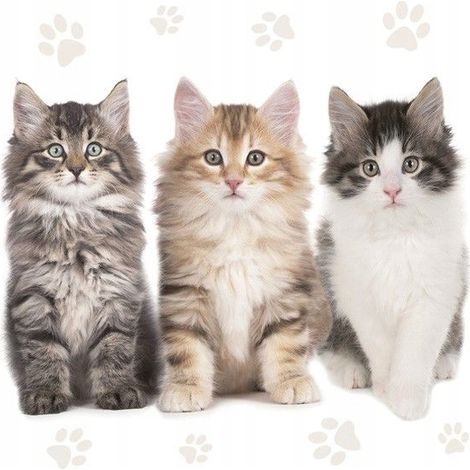 Servilletas de gato para fiesta de cumpleaños de gatitos, 33x33cm, 20 unidades. (1/2)