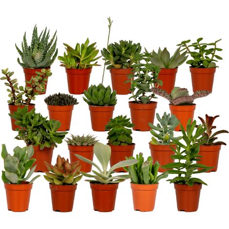 Mix de 20 Succulentes et Plantes Grasses Variées - Ø 5,5 cm - Hauteur 7 cm - PANGIVO (1/5)