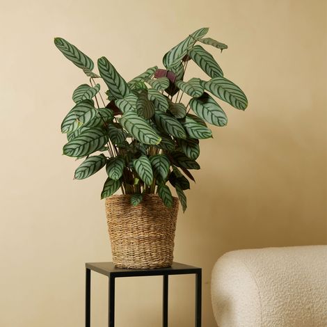 Bloomique - Calathea Compactstar - Plante Paon - Plantes d'intrieur -  Purifiant l'air - Facile d'entretien - Respectueux des animaux - 60-70 cm  de Haut - Pot 17 cm