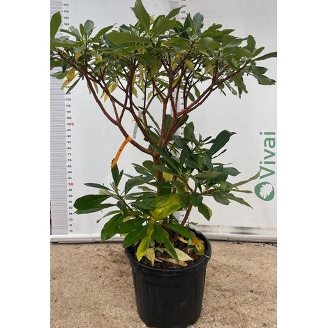 PIANTA DI EDGEWORTHIA CHRYSANTHA VASO CLT 55 H. 100/125 ( foto reale)