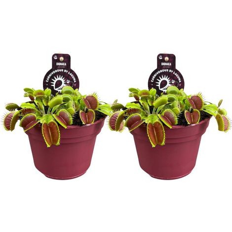 Dionaea Muscipula Plante Carnivore Attrape-Mouches Lot de 2 Pots Ø12 cm Hauteur 12 cm - PANGIVO