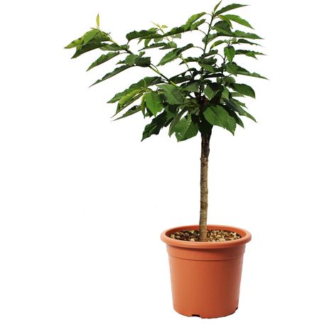 Pianta di Ciliegio Garden Bing Nano - Alberello da Frutto Ciliegia - Vaso Ø 24 cm (1/3)