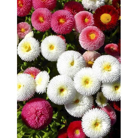 Paquerette 'Pomponette Mixed' le sachet de 1000 graines environ (0,2g)