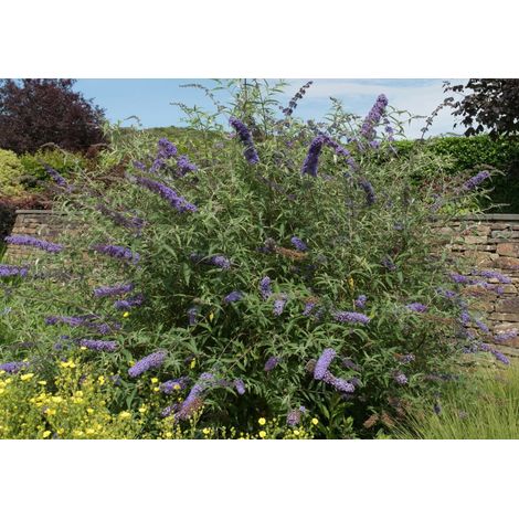 Gardenaria Buddleja davidii 'Nanho Blue' - Arbusto ornamentale da giardino - Altezza: 40/60 cm (vaso19) (1/2)