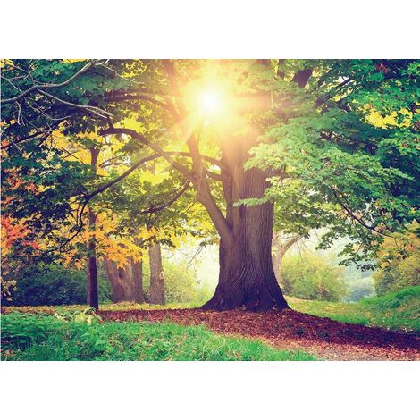 Evening forest, photo murale intissée, 155x110 cm, 1 part (1/3)