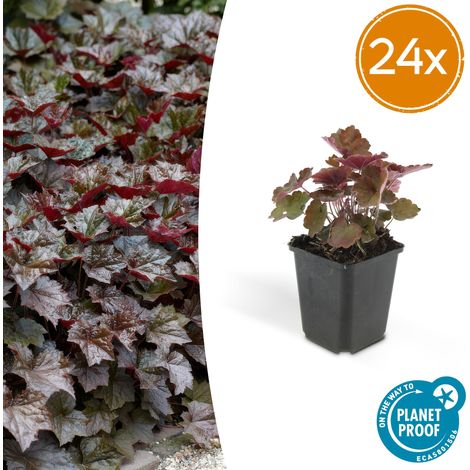 Lot de 24 Heuchères Palace Purple Plantes Vivaces Feuillage Pourpre Hauteur 10-25 cm Pot Ø9 cm - PANGIVO (1/5)