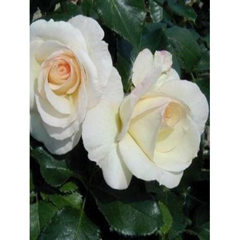 Rosier grimpant 'Schneewaltzer' Pot de 4L/5L (1/2)