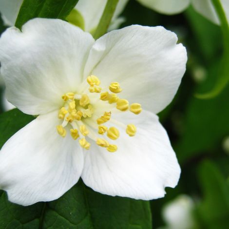 Gardenaria Filadelfo - Philadelphus 'Petite Perfume White' - Arbusto ornamentale da giardino - Altezza: 40/60 cm (vaso19) (1/3)