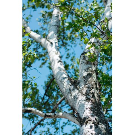 Betulla bianca alba "Betula pendula" pianta multi-tronco in mastello 55 cm h. 4 mt e oltre