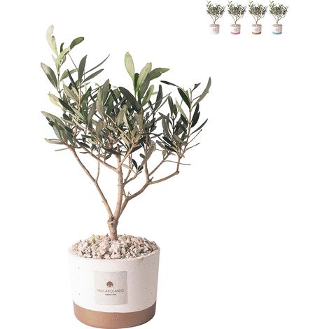 Olivo bomboniera pour mariage Paola Rolando en pot ciment Flora - Beige (1/3)