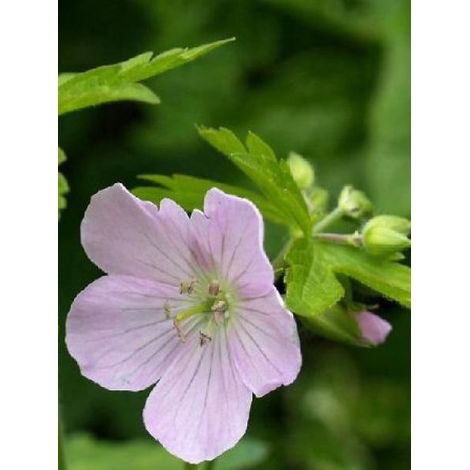 Géranium vivace maculé 'Chatto' Godet de 8/9 cm