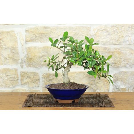 Bonsai Ficus Panda (27) (1/5)