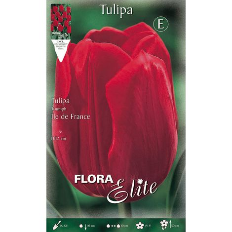 TULIPANO TRIUMPH ILE DE FRANCE (CONFEZIONE DA 7 BULBI)