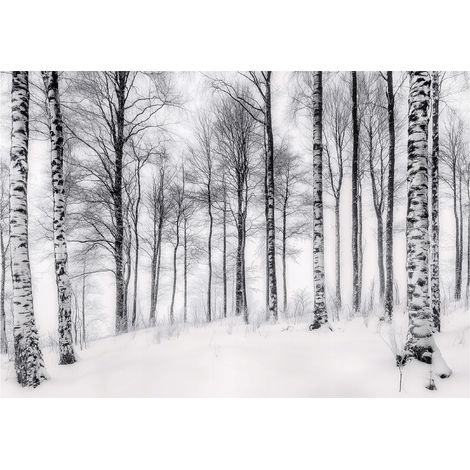 Papier peint panoramique forêt de bouleaux 3D nature 150x105 cm mural salon chambre petit format (1/5)