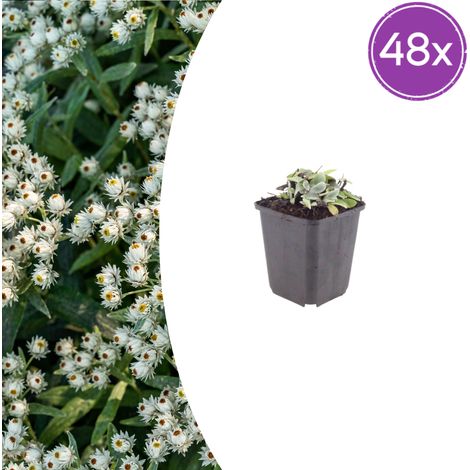 Lot de 48 Anaphalis triplinervis - Plante Vivace Couvre-sol Argentée - 10-25 cm Ø9 cm - PANGIVO (1/5)
