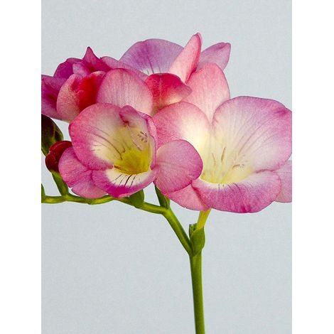 Freesia 'Simple Rose' Bulbe calibre 6+ (par 20)