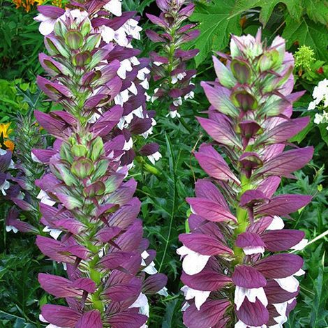 4 x Acanthe de Hongrie - Acanthus hungaricus  - godet 9x9 cm