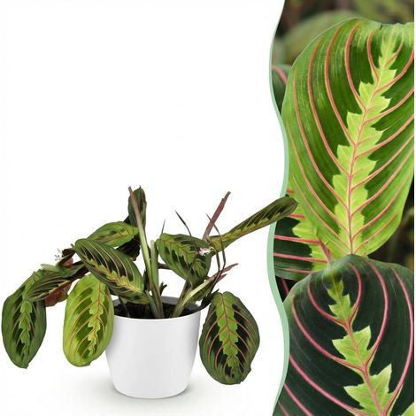 Maranta Fascinator Tricolour Plante de Prière Intérieur avec Pot Blanc Ø 12 cm Hauteur 25 cm - PANGIVO (1/5)