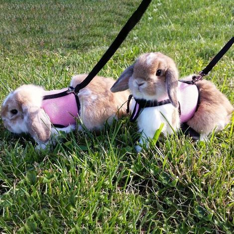 Harnais pour lapin, furet, rat et hamster, confortable et réglable, avec laisse et harnais en maille douce - XL - Bleu clair (1/3)