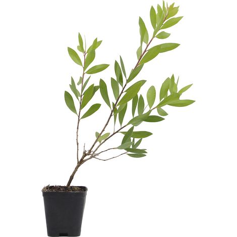 Callistemon citrinus cv. "Splendens" - callistemo - vaso quadro 7x7x8 cm (1/3)