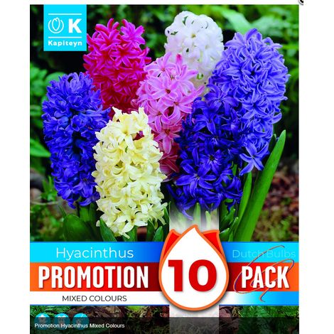 Bulbi di Giacinto Mixed Colours confezione da 8 pz KAPITEYN