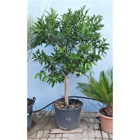 Mandarino clementino "Citrus x clementina" Agrumi di Sicilia esemplare unico pianta in mastello 60 cm FOTO REALI (1/4)