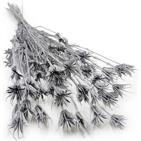 Cumin noir oriental - (Nigella Orientalis) - Argent (1/5)