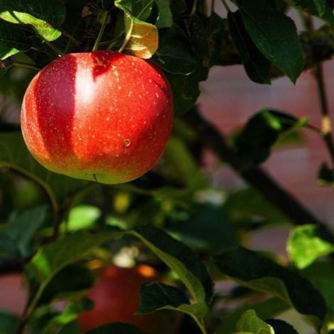 Pommier 'Châtaignier' (Malus domestica 'Châtaignier') (1/3)