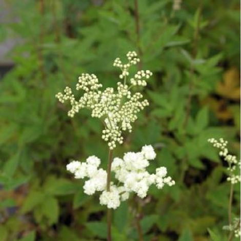 4 x Reine des près  - Filipendula ulmaria 'Plena'  - godet 9x9 (1/4)