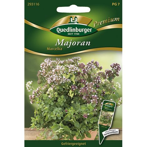Quedlinburger Saatgut – Marjolaine « Marcelka » – Graines d'herbes aromatiques, croissance rapide, hauteur 40-50 cm