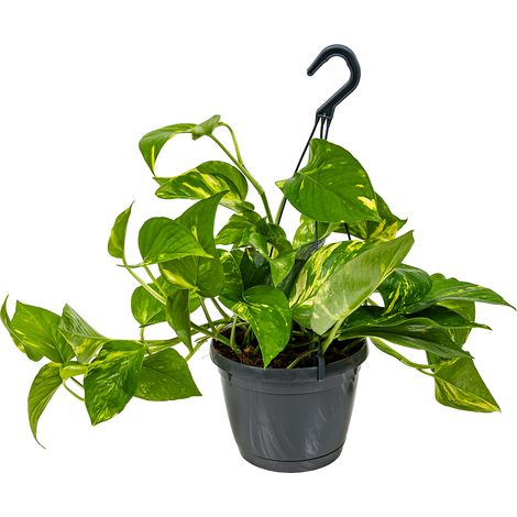 Bloomique - Epipremnum Aureum - Lierre du Diable - Plante Suspendue - Aussi adaptée comme plante grimpante - Plante d’intérieur - Dépolluante - Facile d’entretien - Hauteur 20-30 cm - Pot 15 cm