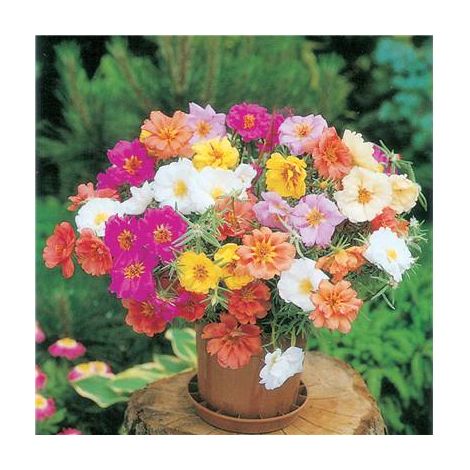 Graine de pourpier grande fleur double – 0.5 g – Annuelle – Semis en mai – Floraison juillet à septembre – Hauteur 25 cm – Fabre Graines
